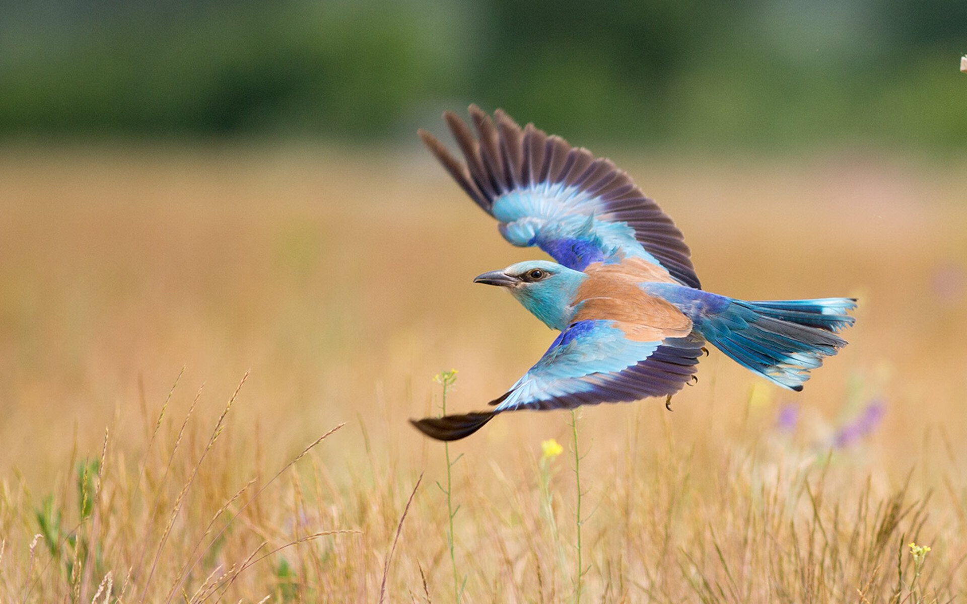 KAIYUN 中国大陆-德甲：沙尔克1-3败给奥格斯堡，防线频频失误，沙尔克拿过德甲冠军吗